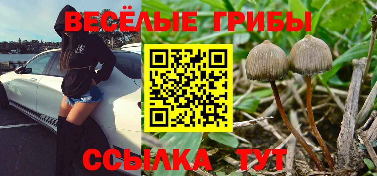 Псилоцибиновые грибы мицелий Коряжма
